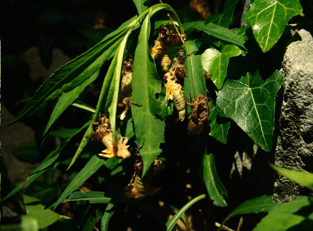 cicadas on leaves